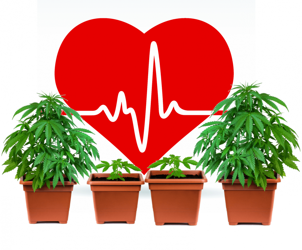 Cannabis and Your Heart: What You Need to Know